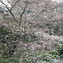 4/16．新潟大学前駅傍の公園の桜．まだ咲き始めです．