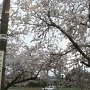 西入善駅の桜．