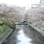 富山城趾公園近くの，松川の桜．