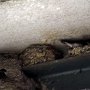 横川駅の，橋の下のツバメさんの巣