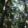 巨大な杉の木がそそり立つ鹿島神宮の森．